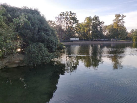 Photo d'un bord de lac, on distingue un ragondin nageant dans l'eau au milieu