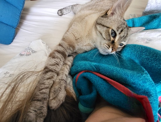Eine cremeweißgraugetigerte Katze liegt wie hingegossen auf einem Bett mit weißem Bettbezug. Fotografiert aus Perspektive einer im Bett liegenden Person in petrolgrünem Oberteil. Der Hals der Person ist im unteren Bildrand angeschnitten zu sehen. Die Vorderpfoten der Katze liegen ausgestreckt links am Hals der Person.