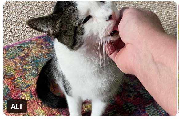 Photo of one of Lisa Hamilton's cats that she needs to find new homes for. 
It is a tabby cat with white face, white chest and front legs. The cat is tenderly licking Lisa's hand, having her eyes closed. 
Please boost and share Lisa's post, in Maryland, USA!