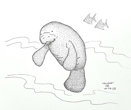 Ink drawing of a manatee floating peacefully in the water.