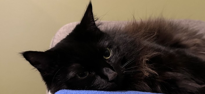 Little fluffy black cat lying on a folded blue blanket on a grey padded metal folding chair with a green wall behind her. Her eyes are open and she is staring resignedly off to your right.