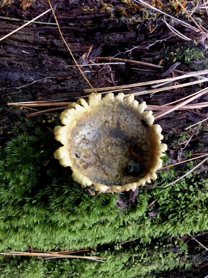 Top-down view of a puffball mushroom that has peeled itself back to reveal a crater where the spores used to be. The remaining edges are laced. There is green moss under the mushroom.