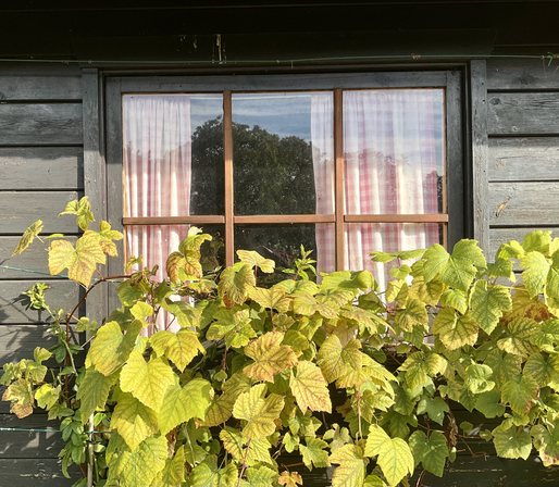 Trees reflected in garden shed window at Vrijbroekpark in Mechelen Belgium