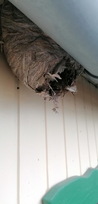 Ein zerfetztes Wespennest an einer Wand, darüber eine Dachrinne