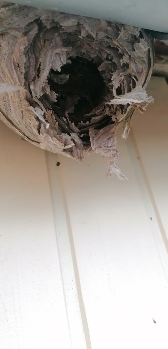 Ein zerfetztes Wespennest an einer Wand, darüber eine Dachrinne