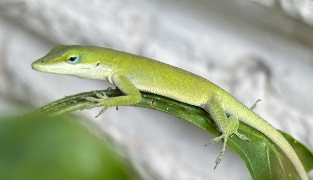 Nice healthy green anole viewed from side, perched on the curved stem of a bell pepper leaf. Not sure if it is a young male or an adult female. White brick wall in background.