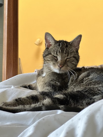 My tabby cat Pedey napping on a fluffy white duvet.