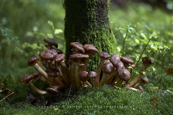 A group of brown mushrooms grows at the base of a tree trunk covered in green moss.
