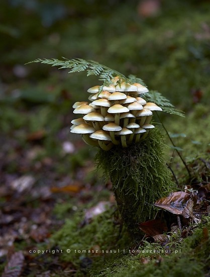 A cluster of bright orange mashrooms is growing on the top of the trunk of a cut tree, overgrown with green moss, and the fern growing beside it seems to be shielding it like an umbrella.