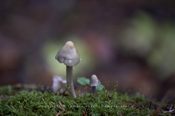 A single bright mushroom grows from a fallen moss-covered trunk, its light purple colour standing out against a green and yellow background.