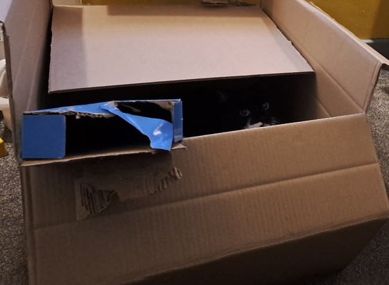 A large cardboard shipping box dominates the picture, with a smaller blue cardboard box poking oit of it. when observed closely, the white facial markings and a pair of green eyes of a cat are staring out of the darkness within the box.