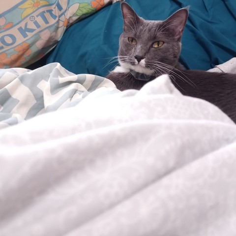 Image of gray and white cat half under a blanket, leaning on pillows, and hogging up the bed, because he can and he doesn't have chores. Chores are for the lowly humans who serve him.