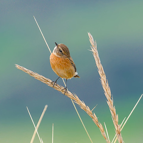 Stonechat sitting on a stem looking sideways into the camera