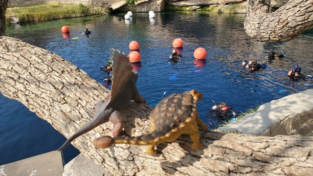A toy dimetrodon and ankylosaurus watch from an overlooking tree as multiple scuba divers and bouys bob in cold, blue water surrounded by rocks.