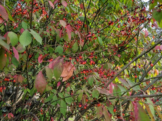Photo showing the fruit on a Euonymus alatus bush, The fruits have burst from there darker husk and are bright red to almost orange like a mountain ash berry color. Some of the leaves are turning red but most are still green.