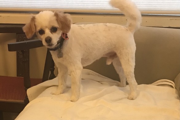 Max faces left, and us.  A Maltese Chihuahus mix about two years old.