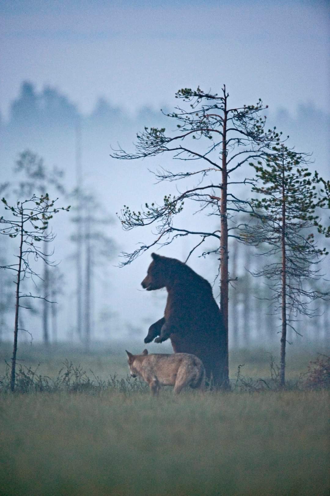 Imagem/foto