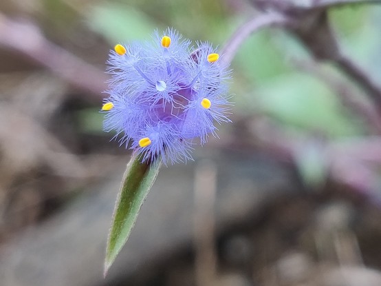 Frilly violet tiny flower with ring of 6 yellow stamens and Central stigma