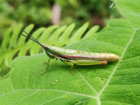 Green grasshopper with black and white antennae and red pattern by side, on leaf