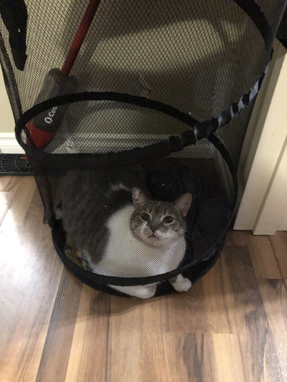 A gray and white cat sits comfortably in an empty mesh laundry bin. She looks up as if to ask why the photo taker is so confused about this situation and that this was a totally normal decision.  