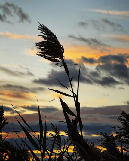 My photograph shot on iPhone of a silhouetted Common Reed against a blue sky with orange and dark gray clouds all in the same gesture. 