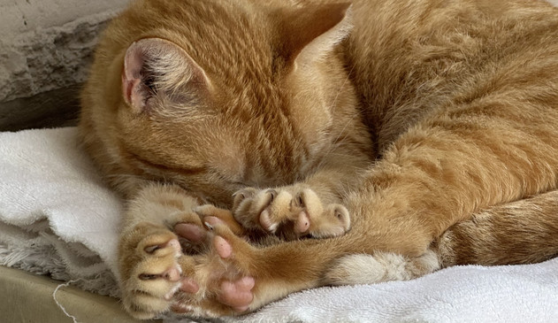 Little shorthair orange cat curled up asleep on her folded towel on top of a cardboard box against a brick wall. She has tucked her face between her front two legs and stretched all of her feet out towards us, even stretching her front left toes apart to show her little sharp claws and her pink toebeans! I think she has more prominent toebeans than many other cats. Her claws seem to rest more on top. Her son, Lasagne, also had large toebeans!