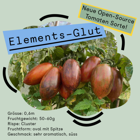 auf blassgrünem Hintergrund ist eine Tomatenpflanze zu sehen. Die Tomaten haben eine rot-bläulich dunkle Färbung. Auf blauem Hintergrund steht der Name dieser Tomatensorte, "Elements-Glut". Oben rechts steht, gelb umranded, "Neue Open-Source Tomaten Sorte". 
Unten links stehen weitere Eck-Daten: 
Größe: 0,6m 
Fruchtgewicht: 50-60g 
Rispe: Cluster
Fruchtform: Oval mit Spitze
Geschmack: Sehr aromatisch, süß 
