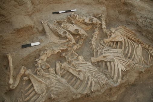 An equid burial within the royal burial complex of Umm el-Marra likely contains the highly valued kunga known from ancient texts. Sequencing has now identified one of the animals as a first-generation hybrid of donkey and hemippe. (Photo: Glenn M. Schwartz.)