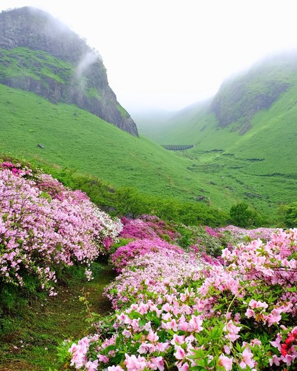 Aso in Japan is famous for its breathtaking azalea bloom, transforming the volcanic landscape into a sea of vibrant colors during spring.