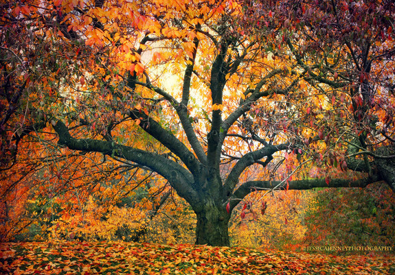 A tree with beautiful, colorful autumn foliage in October.
By Jessica Jenney