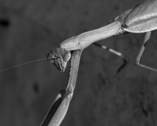 Praying Mantis in Black and White