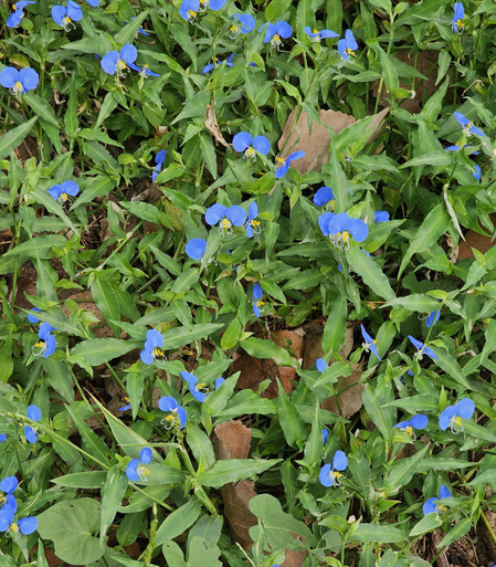 Clump of flowering plants, about three dozen blue flowers. If I've identified them correctly they are dayflowers, having two blue petals and yellow and white centers, long green leaves.