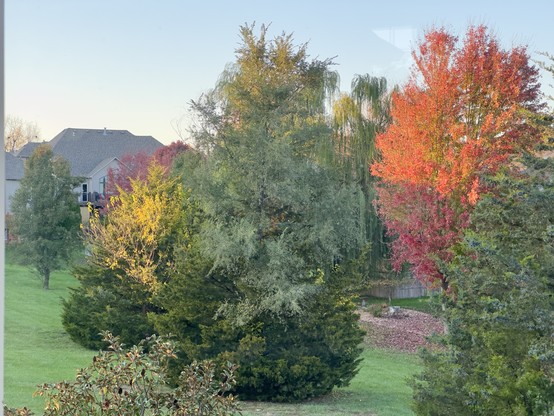 Photo of the greenspace behind my house, full of various trees in reds, oranges, yellows and greens. 