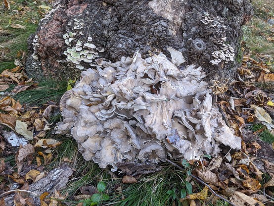 SheepsHead mushroom against a dead oak tree