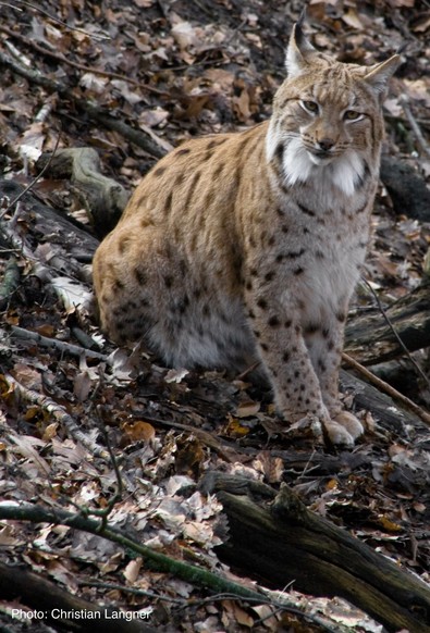 A lynx curiously looking. 