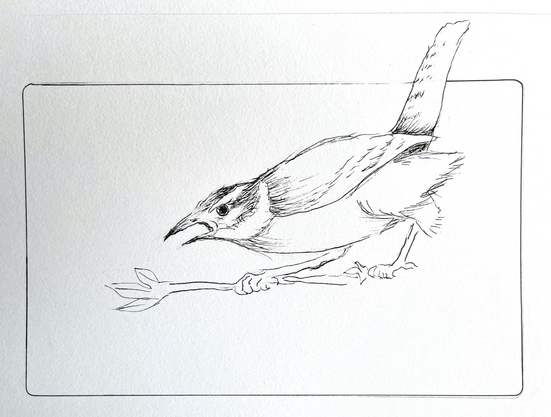 Ink drawing of a wren yelling at some unsuspecting creature.