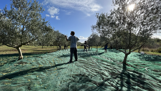 A person standing between olive trees using a handheld tool to shake the opovrs off the branches on top of a green net and under a sunny blue sky