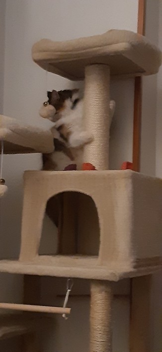 Gata tricolor de pelo semilargo sentada con las patas delanteras abrazando un poste de árbol de gato. Cara tapada por un bola de la cama superior.