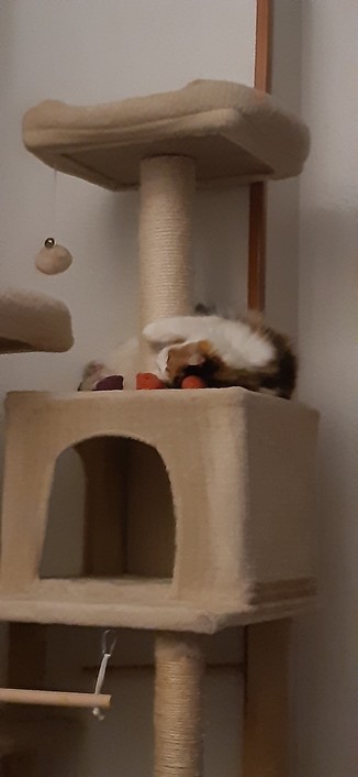 Gata tricolor de pelo semilargo tumbada, rascando y envolviendo el poste del árbol de gatos color beige.