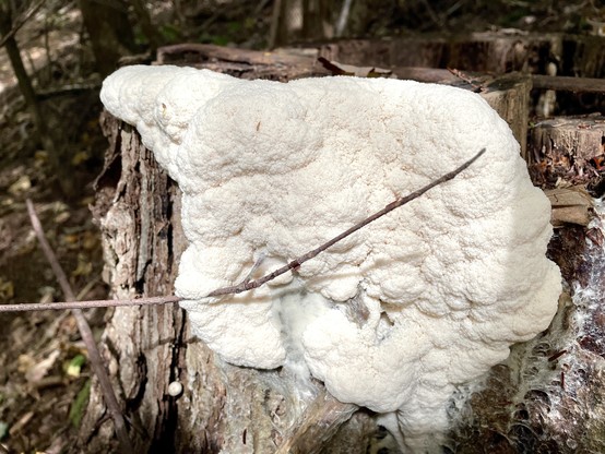 Picture 1 taken on Tuesday. White slime mold that resembles cauliflower on the face of a tree stump. One patch of it has grown around and enveloped a living twig. At the edges of the slime mold which is about 14 inches across are patches of what looks like slug trails but are actually the plasmodium stage of the slime mold.