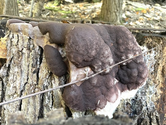 Picture 3 on Thursday (24 hours after picture 2). The slime continues to harden and is now well into its fruiting stage. The color is purple/gray.