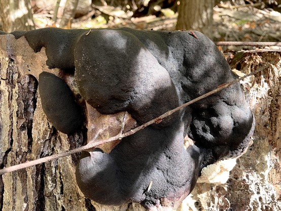 Picture 4. On Friday (72 hours after the 1st picture) the slime mold is hard, nearly crumbly, and black. Soon it will begin to fall apart. Doing so will aid in spore dispersal.