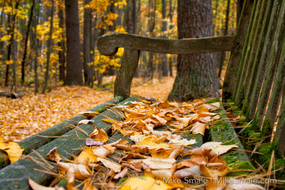 A wooden park bench in the woods covered in yellow leaves in autumn.