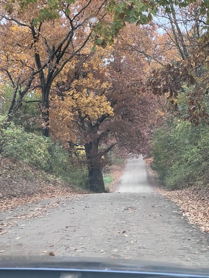 On the way to euchre; trees form a canopy over the dirt road. Still some orange and brown but the trees are getting bare! 