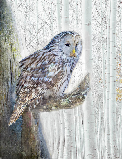 Hoot Owl or Northern Barred Owl on a branch with a background of white barked trees available here:

https://pixels.com/featured/hoot-owl-painterly-norma-brandsberg.html