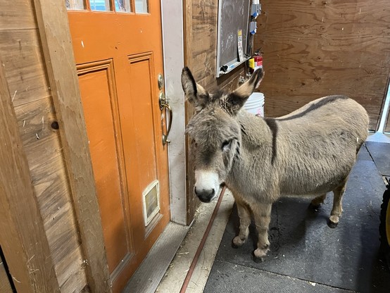 Mini donkey outside tack room door