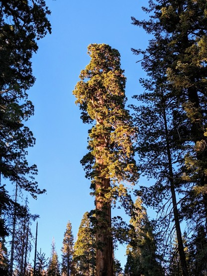 Magnificent towering giants. 
#sequoia #sequoiatrees #nature #mountains #California