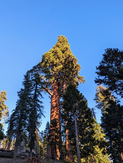 Magnificent towering giants. 
#sequoia #sequoiatrees #nature #mountains #California