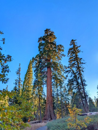 Magnificent towering giants. 
#sequoia #sequoiatrees #nature #mountains #California