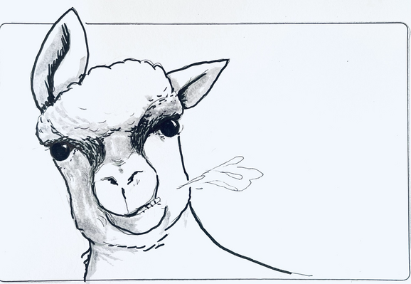 Ink drawing of a llama facing the viewer, spitting towards the right.
